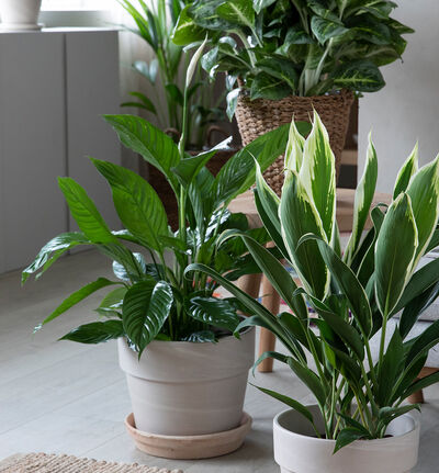 Fredslilje i terrakotta potte Fredslilje i terrakotta potte